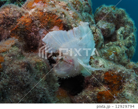 ハダカハオコゼ 12929794