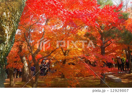 紅葉 12929807