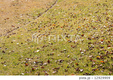 落ち葉 12929909