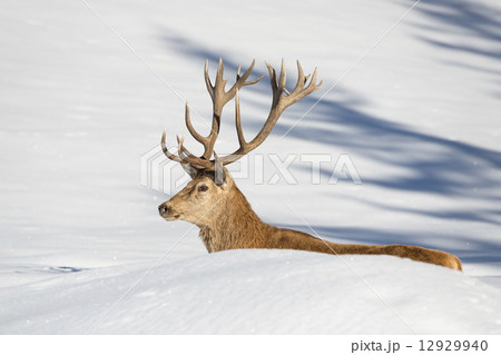 Deer on the snow background Deer on the snow background 12929940