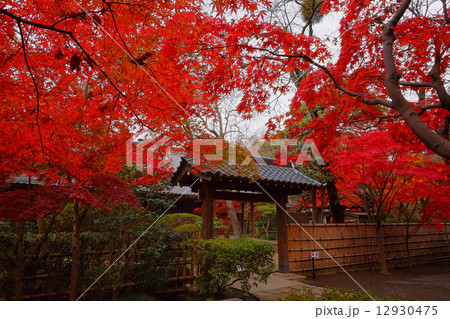 平林寺の紅葉 平林寺の紅葉 12930475