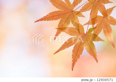 秋景色 12930571