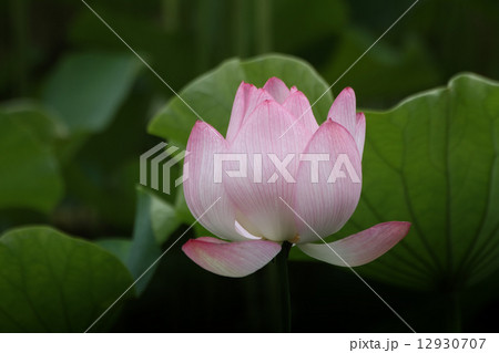 大賀ハス 12930707