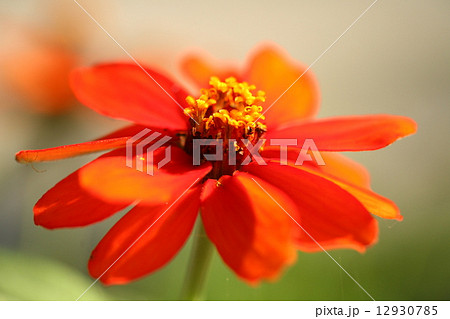 秋の庭花 12930785