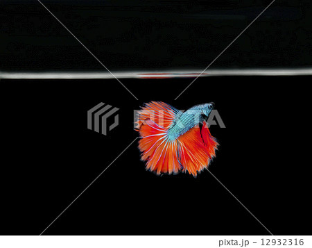 Siamese fighting fish Siamese fighting fish 12932316