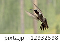 Hummingbird in flight 12932598