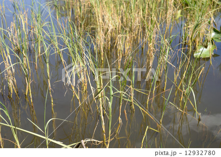 アメリカ　マイアミ　エバーグレース国立公園 12932780