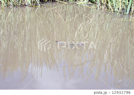 アメリカ　マイアミ　エバーグレース国立公園 12932796