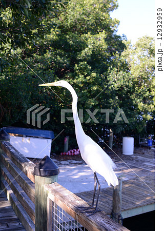 アメリカ フロリダ セブンマイルズブリッジ アメリカ フロリダ セブンマイルズブリッジ 12932959