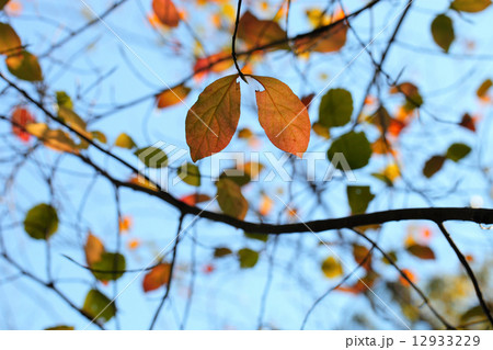 ツリバナの紅葉 ツリバナの紅葉 12933229