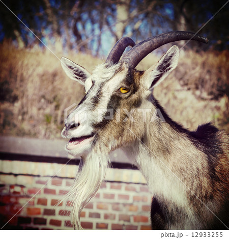 Retro vintage filtered portrait of a goat. 12933255