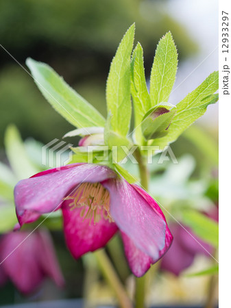 クリスマスローズ クリスマスローズ 12933297