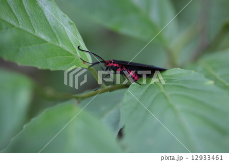 生き物　昆虫　クロツバメ、黒い翅に赤い胴体が目立ちますが、後羽に美しい瑠璃色があります 12933461