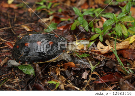 生き物 爬虫類 ヤエヤマセマルハコガメ、雨に濡れて甲羅の模様が美しく鮮やかに見えます 生き物 爬虫類 ヤエヤマセマルハコガメ、雨に濡れて甲羅の模様が美しく鮮やかに見えます 12933516