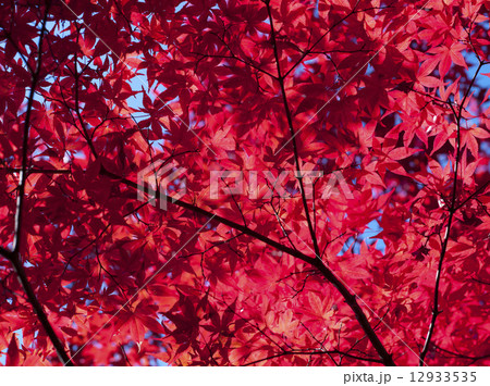 紅葉 12933535