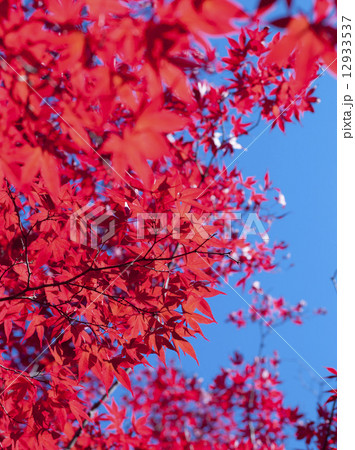 紅葉 12933537