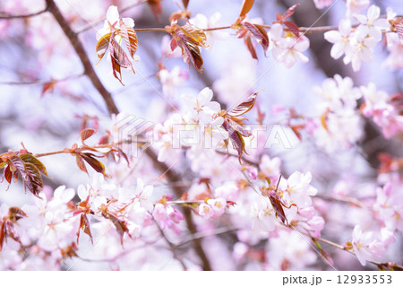 桜 12933553