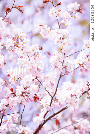桜 12933554