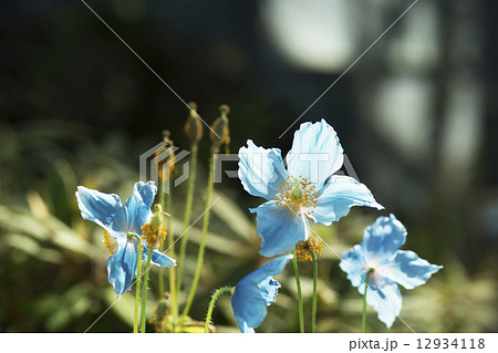 ヒマラヤの青いケシ ヒマラヤの青いケシ 12934118