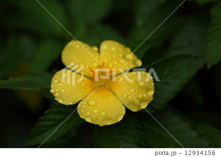 自然　植物　ツルネラ　ウルミフォリア、雨上がりに鮮やかな黄色が映えますが夕方にはしぼんでしまいます① 12934156