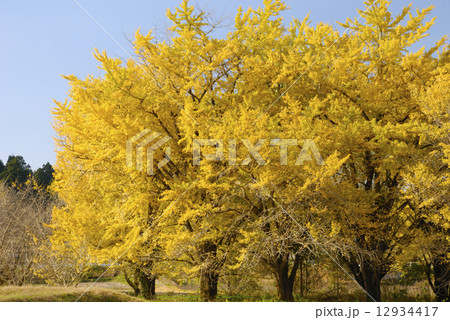 黄金色に輝くイチョウの紅葉 黄金色に輝くイチョウの紅葉 12934417