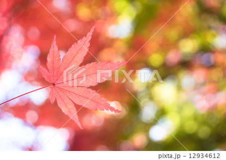 紅葉 12934612