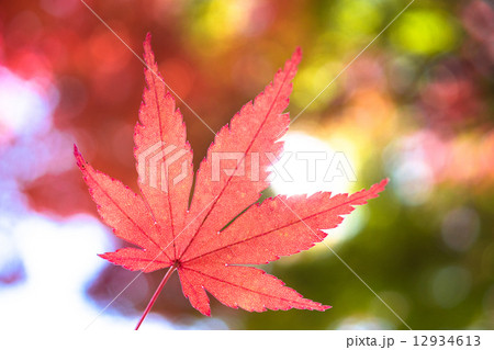 紅葉 紅葉 12934613