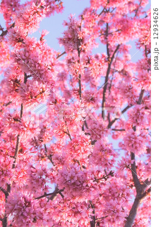 ヒカンザクラ:緋寒桜 ヒカンザクラ:緋寒桜 12934626