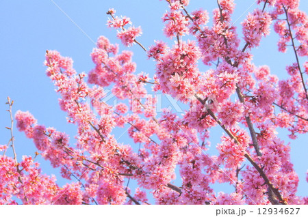 ヒカンザクラ:緋寒桜 ヒカンザクラ:緋寒桜 12934627