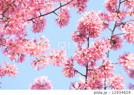 ヒカンザクラ:緋寒桜 ヒカンザクラ:緋寒桜 12934629