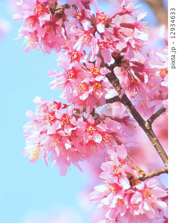 ヒカンザクラ:緋寒桜 ヒカンザクラ:緋寒桜 12934633