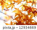 紅葉 12934669