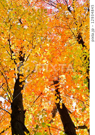 ハナノキの紅葉 12934845