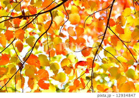 ハナノキの紅葉 ハナノキの紅葉 12934847
