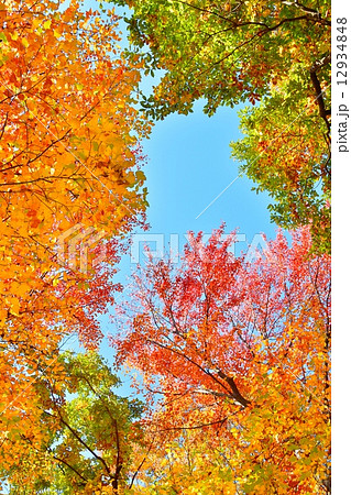ハナノキの紅葉 ハナノキの紅葉 12934848