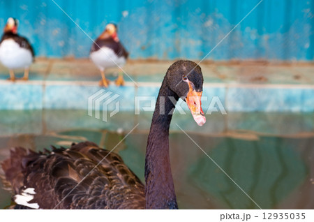 black swan 12935035