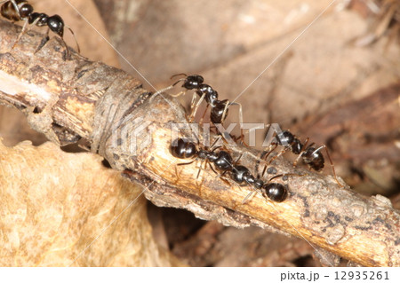 アリの行列1 アリの行列1 12935261