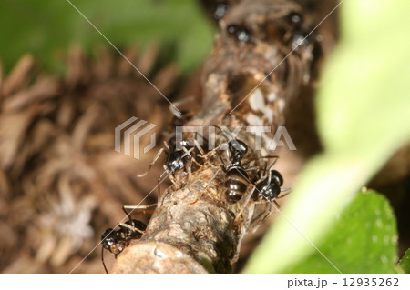 アリの行列2 アリの行列2 12935262