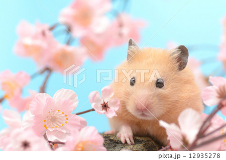 桜とキンクマハムスター 12935278