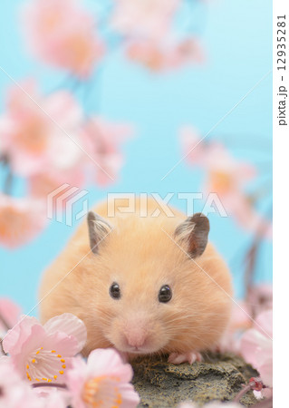 桜とキンクマハムスター 桜とキンクマハムスター 12935281