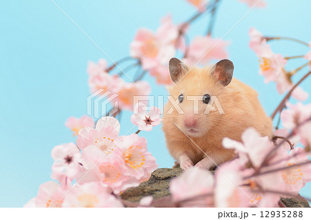 桜とキンクマハムスター 12935288