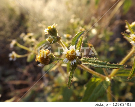 ハキダメギク ハキダメギク 12935402