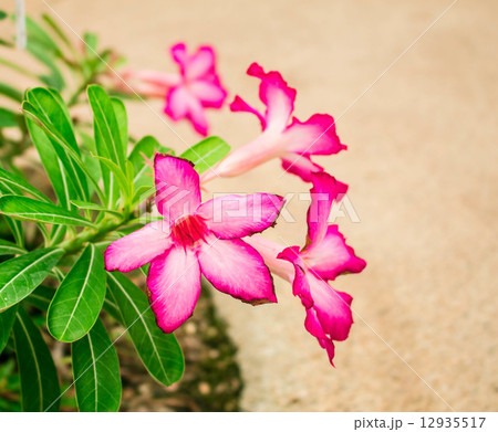 Pink flowers 12935517