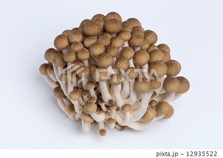 ブナシメジ ブナシメジ 12935522