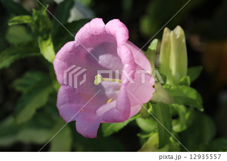 ピンクのカンパニュラ ピンクのカンパニュラ 12935557