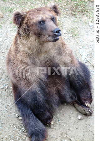 エゾヒグマ 12935620
