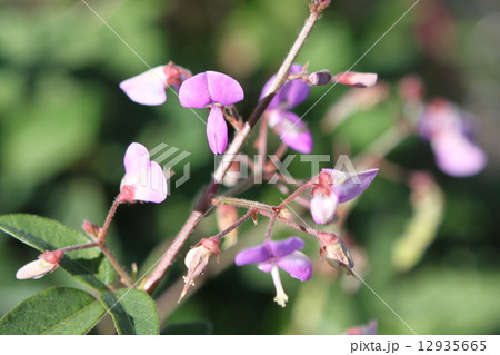 アレチヌスビトハギの花 12935665