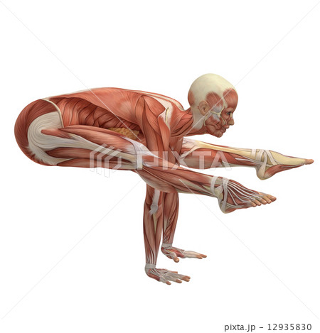 ヨガポーズ　筋肉標本　リアル３DCGイラスト素材 12935830