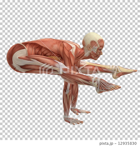 YogaPos muscle specimen real 3DCG illustration material YogaPos muscle specimen real 3DCG illustration material 12935830