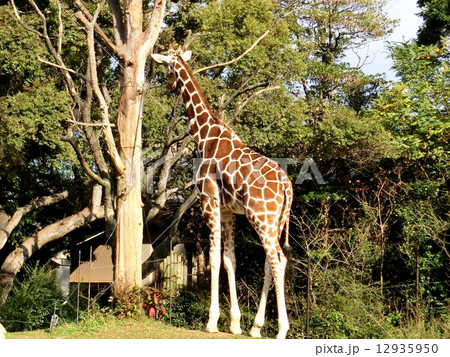 天王寺動物園のキリンの写真素材